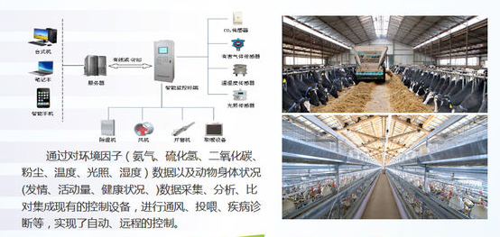 畜禽智能化养殖，现代农业的智慧革命