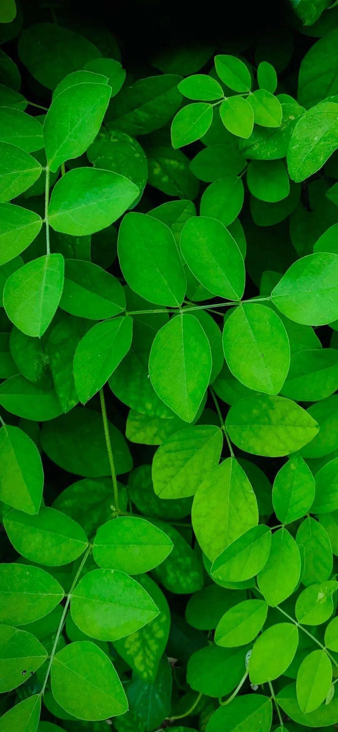 植物保护，绿色职业的未来之路