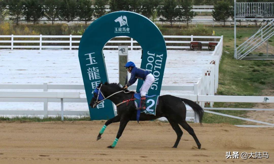 探索香港正版马会精选资料大全，揭秘赛马世界的智慧与策略